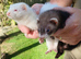 GENUINE MICRO FERRETS