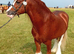 Amazing cob stallion