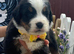 Beautiful Bernese Mountain Dog Puppies | 7 Girls & 1 Boy