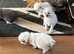Blue mitted ragdoll kittens born 10/07/26