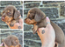 PRA CLEAR MINIATURE DACHSHUND PUPPIES