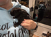 Adorable baby rabbits for Sale