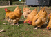 Buff Orpington Hatching Eggs