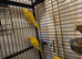 3 Lutino ringneck