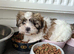 Shihtzu Boy