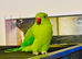 Stunning young Indian Ringnack parrot