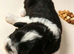One handosme boy shih tzu