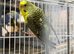 Breeding pair of black wing available