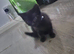 9 week old