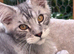 Gorgeous Maine Coon male cat looking for a loving home
