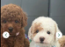 3 Gorgeous Toy Maltipoo Puppies For Sale