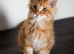 Beautiful Russian Import Kittens TICA