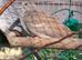 Diamond Dove