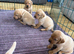 Fox red Labrador puppies for sale