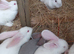3 11 week old continental x flemish giant rabbits