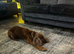 Golden cocker spaniel