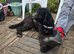 St Berdoodle Boy Rehome