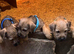 Jack Russell x Border Lakeland puppies