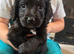 Beautiful cocker spaniel pups for sale