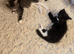 3/4 Maine Coon kittens