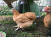 Bantam Orpington cockerels - buff or black