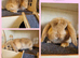Mini lop kits available to reserve