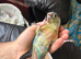 4 Baby conures