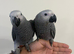 Ready Friendly Baby HandReared Super Tame Cuddly African Grey Parrot
