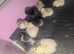 Pekin chicks