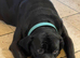Outstanding ICCF Cane Corso Puppies &ndash; Health Tested & Home Raised