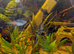 Fish tank and fish