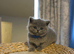 Gorgeous British Shorthair kittens