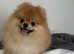 Pomeranian available for stud