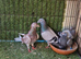 Racing pigeons