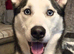 Siberian husky