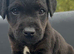 Patterdale x Lakeland