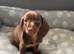 Miniature dachshund puppies