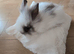 Lionhead baby rabbits looking for a Loving Home