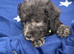 Bedlington terrier puppies Only 3 boys available