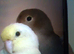 bonded lovebird and parrotlet