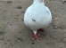 Pigeon for sale