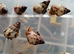 Limicolaria agathina baby snails x 3
