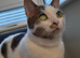 ROMEO NEEDS A CAT FREE HOME - GENUINE INTEREST ONLY