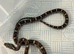 Multiple corn snakes available