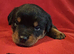 Purebred Rottweiler Puppies