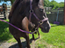 Sweet 3yr old Section C Filly