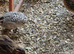 California, bob white,button and jumbo quails sale