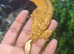 Yellow Tiger
