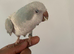 Tame baby Quaker