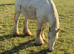 Cremello colt foal born November 2025